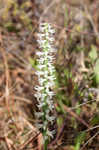 Great Plains lady's tresses